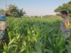 Komitmen Polsek Labuapi Kawal Ketahanan Pangan, Turun Langsung Dampingi Petani Jagung di Lombok Barat