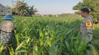 Komitmen Polsek Labuapi Kawal Ketahanan Pangan, Turun Langsung Dampingi Petani Jagung di Lombok Barat