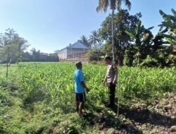 Bhabinkamtibmas Desa Kalianyar Cek Ketahanan Pangan, Pastikan Tanaman Jagung Warga Tumbuh Optimal