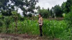Dukung Program Presiden Prabowo, Polsek Labuapi Sasar Pekarangan Warga di Lombok Barat