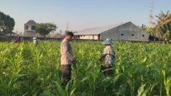 Perkuat Ketahanan Pangan Lombok Barat, Polsek Labuapi Dampingi Petani Desa Kuranji Dalang