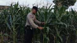 Aksi Nyata Polsek Labuapi Dampingi Warga Sulat Lahan Pasif Jadi Sumber Pangan