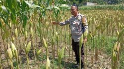 Wujudkan Kemandirian Pangan Perdesaan, Langkah Nyata Polsek Labuapi Dampingi Sektor Produktif Warga