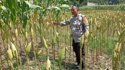 Wujudkan Kemandirian Pangan Perdesaan, Langkah Nyata Polsek Labuapi Dampingi Sektor Produktif Warga