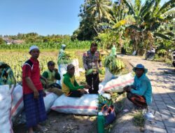 Bhabinkamtibmas Desa Bagik Papan Cek Panen Jagung, Dorong Warga Dukung Ketahanan Pangan
