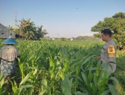 Memperkuat Ketahanan Pangan Desa, Bhabinkamtibmas Polsek Labuapi Dampingi Petani Kuranji Dalang