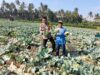 Bhabinkamtibmas Desa Bagik Papan Cek Panen Sayur dan Berikan Imbauan Kamtibmas kepada Warga
