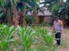 Sinergi Polsek Labuapi dan Petani Karang Bongkot Memperkuat Ketahanan Pangan Nasional