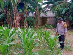 Sinergi Polsek Labuapi dan Petani Karang Bongkot Memperkuat Ketahanan Pangan Nasional