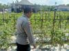 Bhabinkamtibmas Polsek Masbagik Kontrol Petani Dukung Ketahanan Pangan di Desa Masbagik Utara