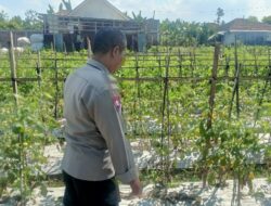 Bhabinkamtibmas Polsek Masbagik Kontrol Petani Dukung Ketahanan Pangan di Desa Masbagik Utara
