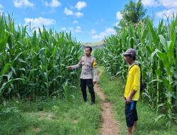 Bhabinkamtibmas Polsek Kempo Pantau Lahan Jagung Warga, Dukung Ketahanan Pangan Menuju Indonesia Emas