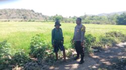 Dukung Ketahanan Pangan Nasional, Bhabinkamtibmas Desa Pemasar Tinjau Langsung Perawatan Sawah Warga