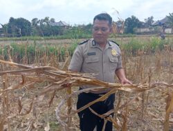 Polisi Polsek Kenduruan Polresta Tuban Cek Lahan Jagung Warga, Wujud Dukungan Polri terhadap Program Asta Cita Presiden RI