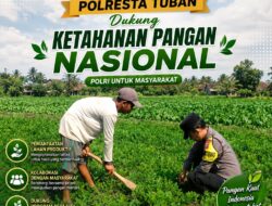Dukung Astacita, Polsek Palang Polresta Tuban Pantau Langsung Lahan Jagung milik warga Desa Dawung