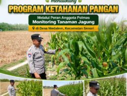 Mendukung Program Ketahanan Pangan Nasional Anggota Polmas Polsek Senori Polresta Tuban Memantau Tanaman Jagung Milik Warga Desa Medalem