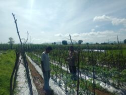 DORONG PEMANFAATAN LAHAN PEKARANGAN UNTUK KETAHANAN PANGAN, BHABINKAMTIBMAS DESA SUKA DAMAI SAMBANG WARGA