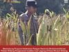 Cek Kualitas Buah Jagung Siap Panen, Polsek Widang Polresta Tuban Dukung Astacita