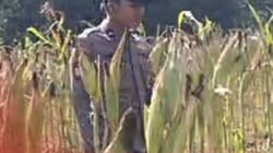 Cek Kualitas Buah Jagung Siap Panen, Polsek Widang Polresta Tuban Dukung Astacita