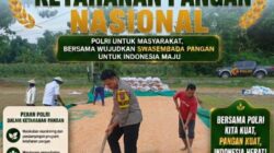 Bripda Dodi Eko Anggota Polsek Bancar Turun ke Ladang, Bantu Warga Jemur Hasil Panen Jagung