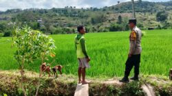 Dukung Ketahanan Pangan Nasional, Bhabinkamtibmas Desa Kerekeh Sambangi Petani Padi dan Dorong Perawatan Tanaman Optimal