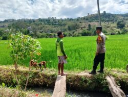 Dukung Ketahanan Pangan Nasional, Bhabinkamtibmas Desa Kerekeh Sambangi Petani Padi dan Dorong Perawatan Tanaman Optimal