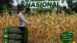 Polri Dukung Astacita, Polsek Semanding Polresta Tuban Turun Cek Tanaman jagung milik Warga di Desa Ngino