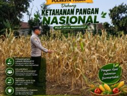 Polri Dukung Astacita, Polsek Semanding Polresta Tuban Turun Cek Tanaman jagung milik Warga di Desa Ngino