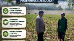 Bhabinkamtibmas pantau pertumbuhan jagung di Desa Binaan, dukung Ketahanan Pangan.