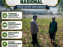 Bhabinkamtibmas pantau pertumbuhan jagung di Desa Binaan, dukung Ketahanan Pangan.