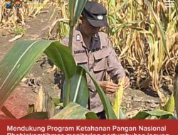 Bhabinkamtibmas Polsek Widang Monitoring Pertumbuhan Jagung