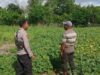 Bhabinkamtibmas Desa Pamanto Sambangi Petani dan Pantau Pertumbuhan Tanaman Kacang Kedelai