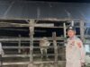 Gelar Patroli KRYD Dini Hari, Polsek Sekotong Sasar Area Kandang Ternak Warga di Cendi Manik