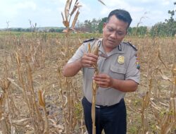 Dukung Astacita Presiden RI, Polsek Kenduruan Polresta Tuban Bantu Warga Panen Jagung