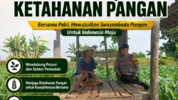 Polsek Tuban Dukung Ketahanan Pangan, Bhabinkamtibmas Sambangi Petani di Lahan Jagung