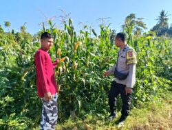 Bhabinkamtibmas Desa Jurumapin Sambangi Petani dan Pantau Pertumbuhan Tanaman Jagung