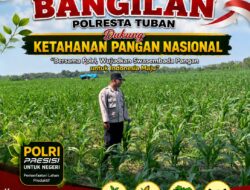 MONITORING KETAHANAN PANGAN TANAMAN JAGUNG