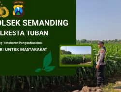 Dukung Ketahanan Pangan Nasional, Brigadir Riski Adi Monitoring Lahan Jagung Warga Ngampelrejo Tuban