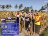 Kapolsek Terara Panen Jagung Bersama Kelompok Tani, Dukung Program Ketahanan Pangan
