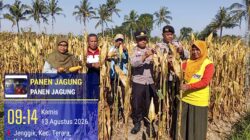 Kapolsek Terara Panen Jagung Bersama Kelompok Tani, Dukung Program Ketahanan Pangan