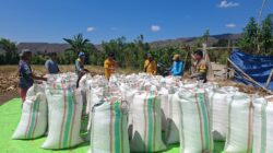 Bhabinkamtibmas Polsek Kempo Pantau Hasil Panen Jagung Warga di Dorokobo