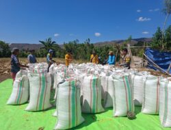 Bhabinkamtibmas Polsek Kempo Pantau Hasil Panen Jagung Warga di Dorokobo