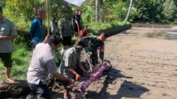 Sinergi TNI dan Petani Percepat Modernisasi Pertanian Suranadi