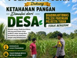 DALAM RANGKA DUKUNG PROGRAM ASTACITA, BHABINKAMTIBMAS DESA SUCIHARJO POLSEK PARENGAN POLRESTA TUBAN SAMBANGI PETANI JAGUNG DI DESA SUCIHARJO KEC. PARENGAN KAB. TUBAN