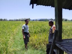 Dukung Ketahanan Pangan Nasional, Bhabinkamtibmas Desa Pungkit Sambangi Petani dan Cek Langsung Lahan Sawah Warga