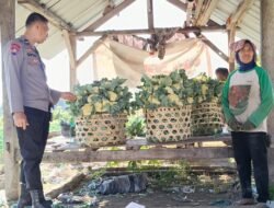 Bhabinkamtibmas Pohgading Timur Dukung Ketahanan Pangan Lewat Panen Brokoli