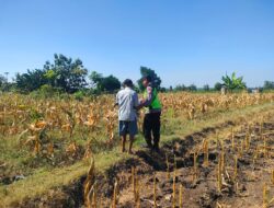 Polri Dukung Astacita, Polsek Rengel Polresta Tuban Turun Cek Tanaman Jagung Warga di Desa Sawahan