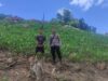 Dukung Ketahanan Pangan Nasional, Bhabinkamtibmas Desa Tatebal Tinjau Langsung Lahan Perkebunan Jagung Warga