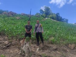 Dukung Ketahanan Pangan Nasional, Bhabinkamtibmas Desa Tatebal Tinjau Langsung Lahan Perkebunan Jagung Warga