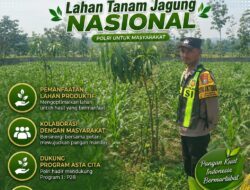 Polsek Singgahan Polresta Tuban Turun Cek Tanaman jagung Warga di Desa Mulyorejo